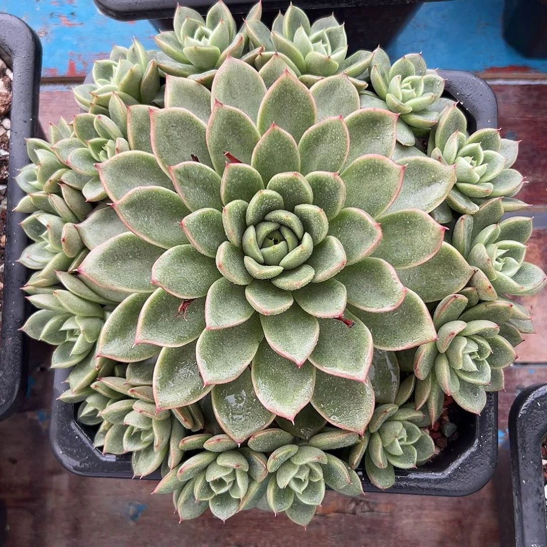 多肉植物一物一拍02