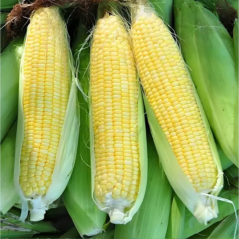 甜玉米水果玉米云南省
