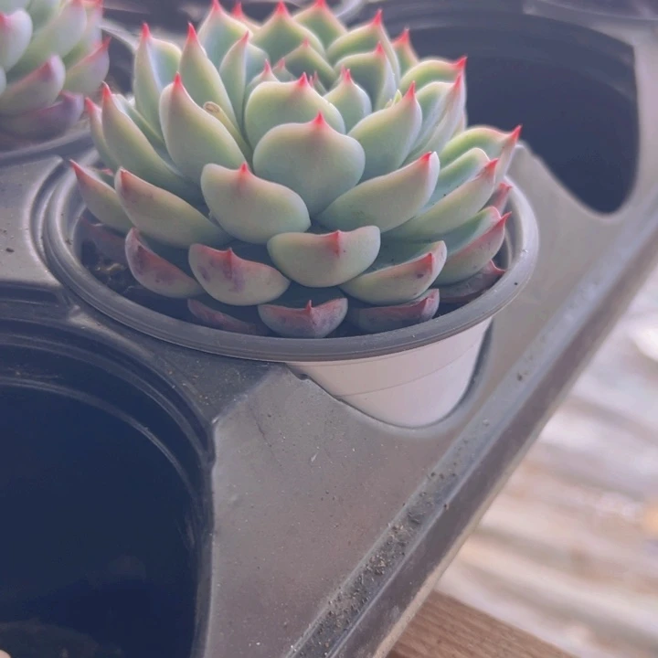 吉娃娃精品多肉植物