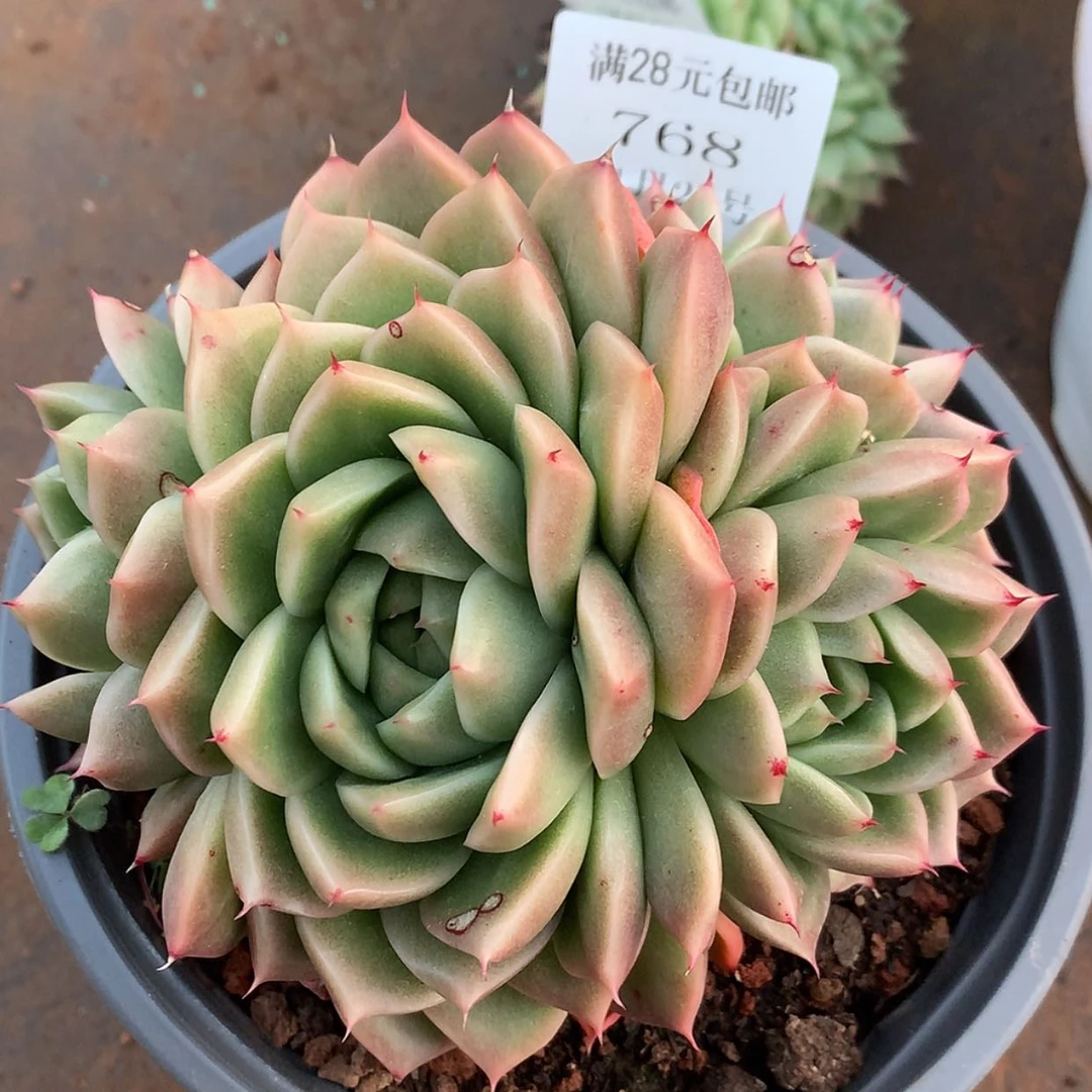 【闪购商品】云768号