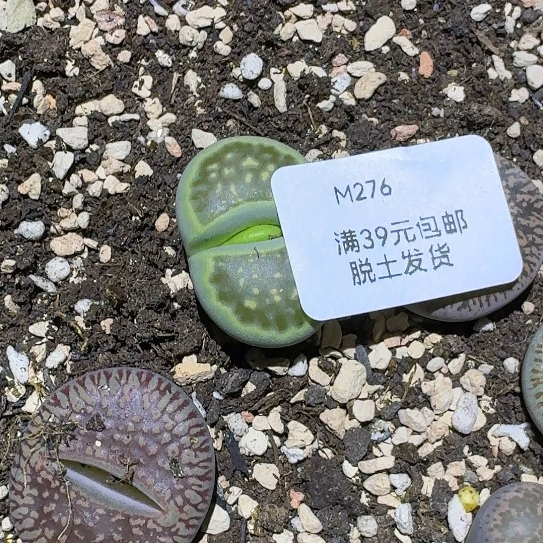 276多肉哈哈哈哈哈哈哈