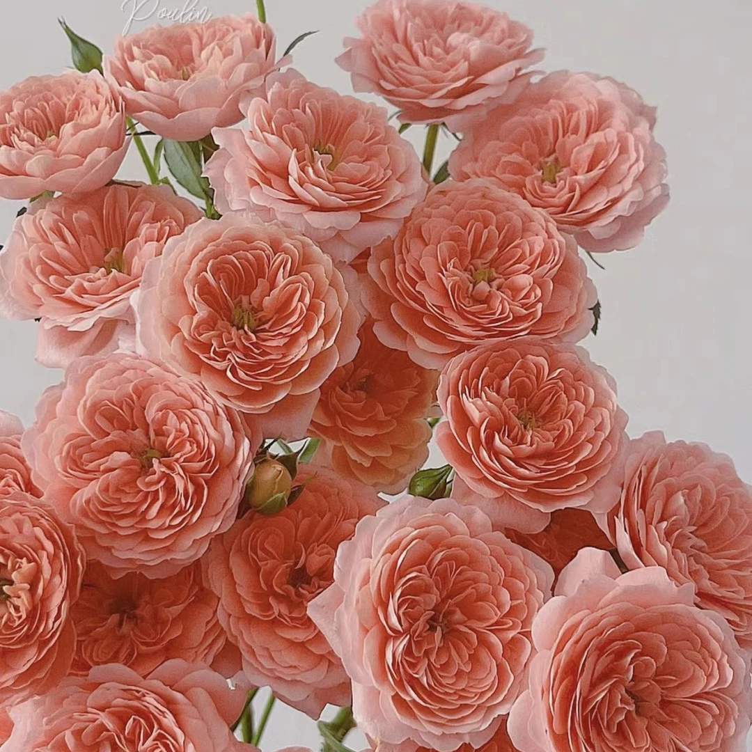 鲜花～多头玫瑰~杏色果汁（签收后超24小时不售后）