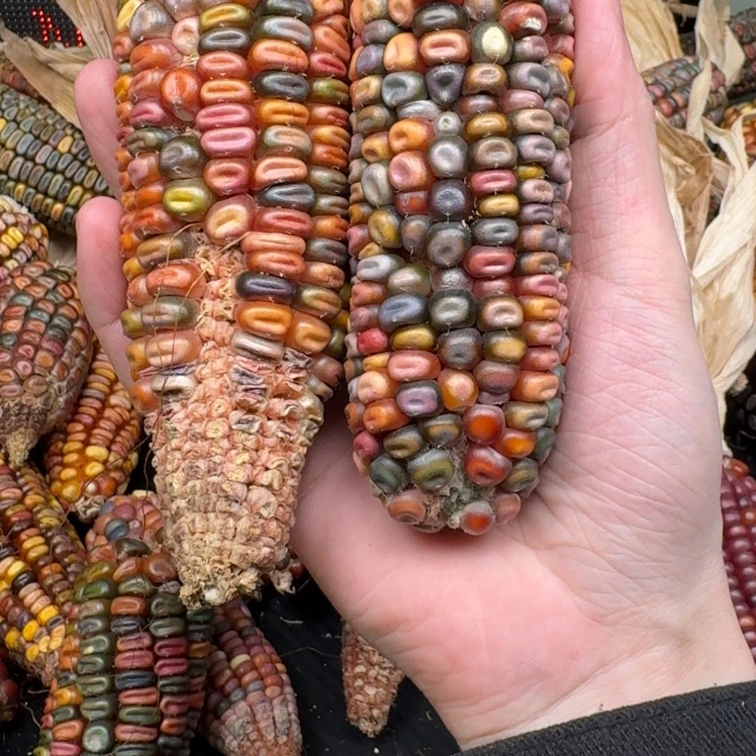 柏香籽/百香籽吊坠菲*菲