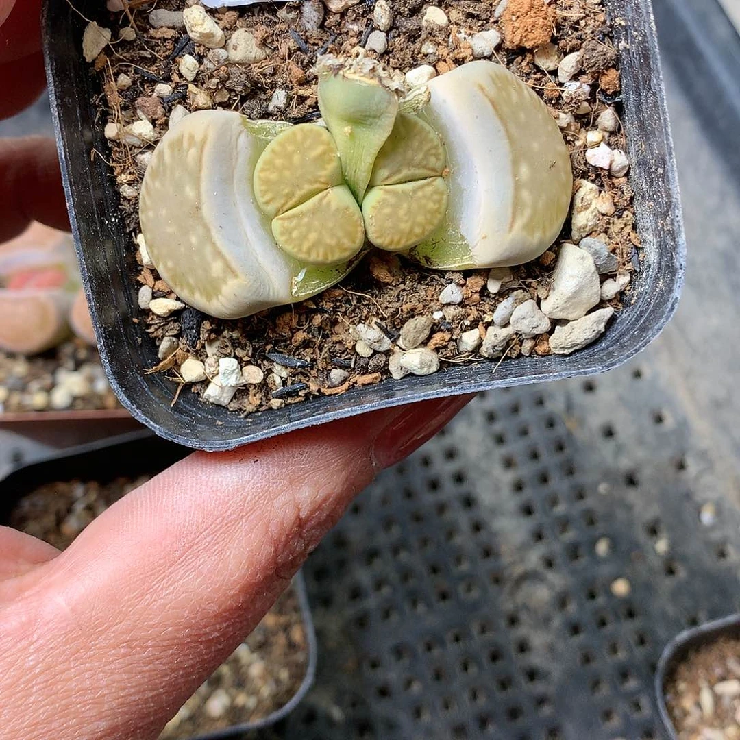 B169多肉植物保护研究所