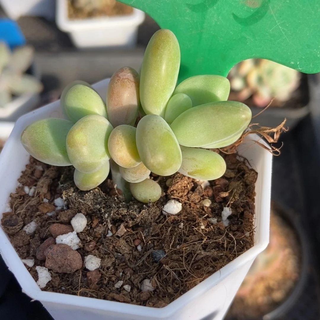 1635芒果美人多肉植物