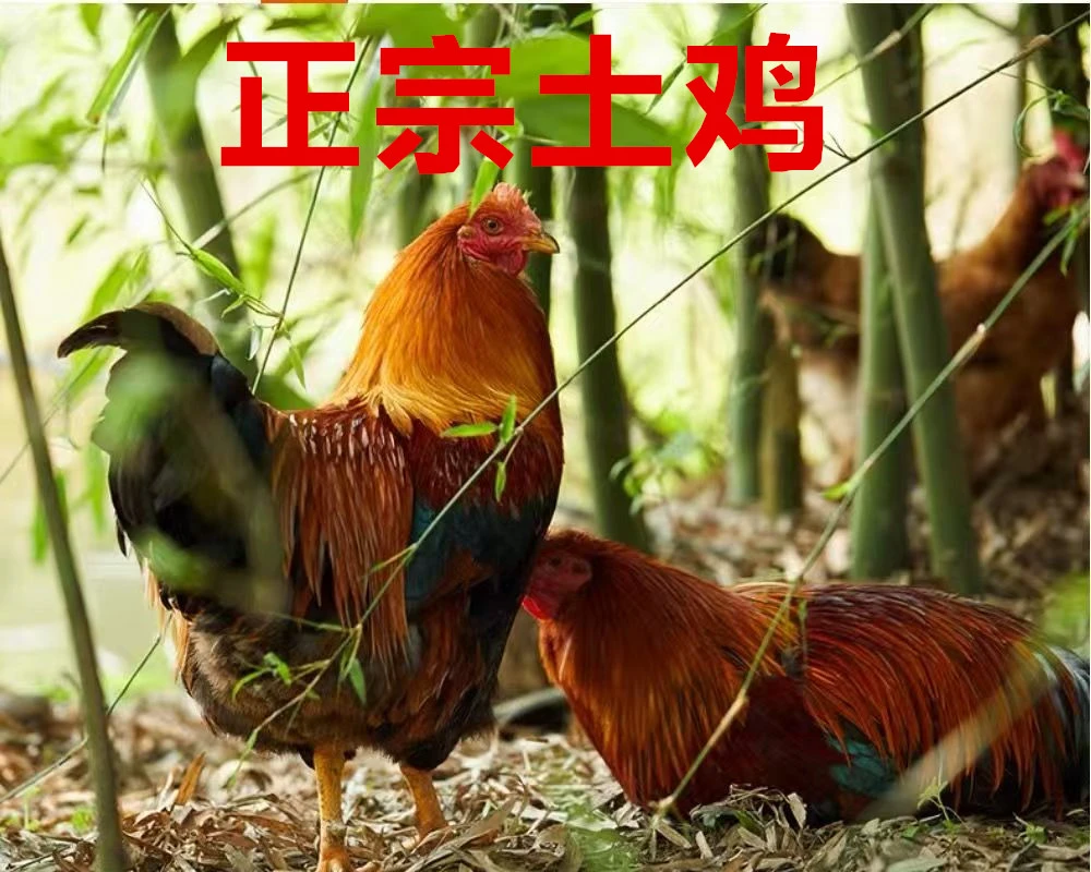【农家鸡鸭链接】福建正宗农家散养土鸡新鲜宰杀正宗土鸡走地鸡