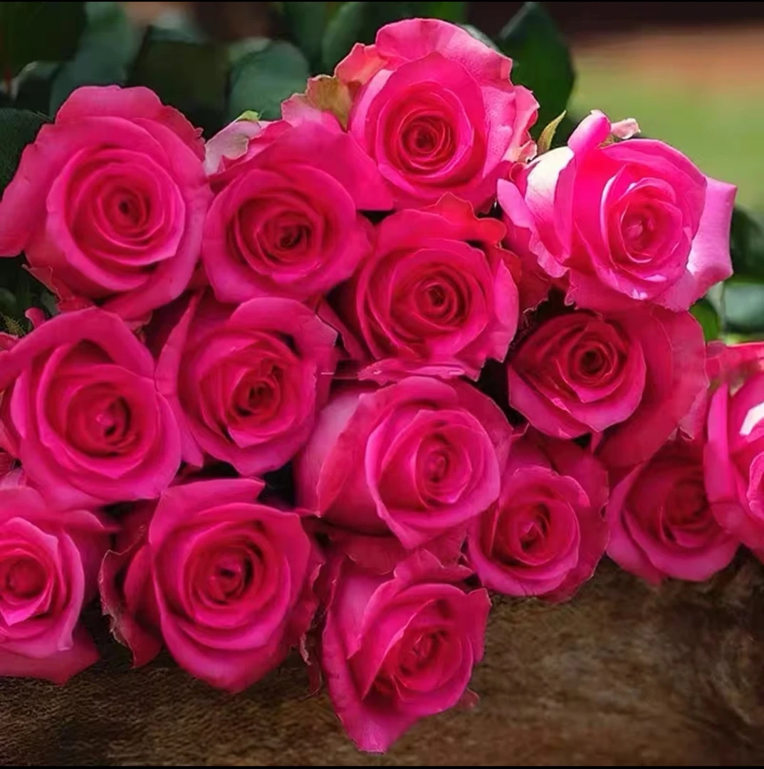 【上海夫人】可儿茁时花园精选月季 精品根接苗强香勤花耐热