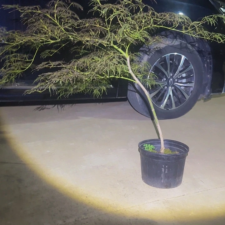 无花朵枫树羽毛枫外山