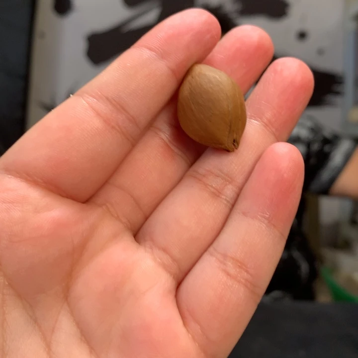 橄榄核手串/手链单科单颗zz3