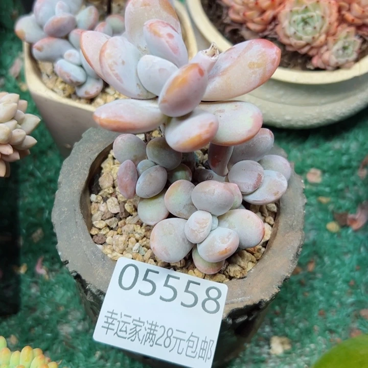 幸运的是我还没遇到你呢