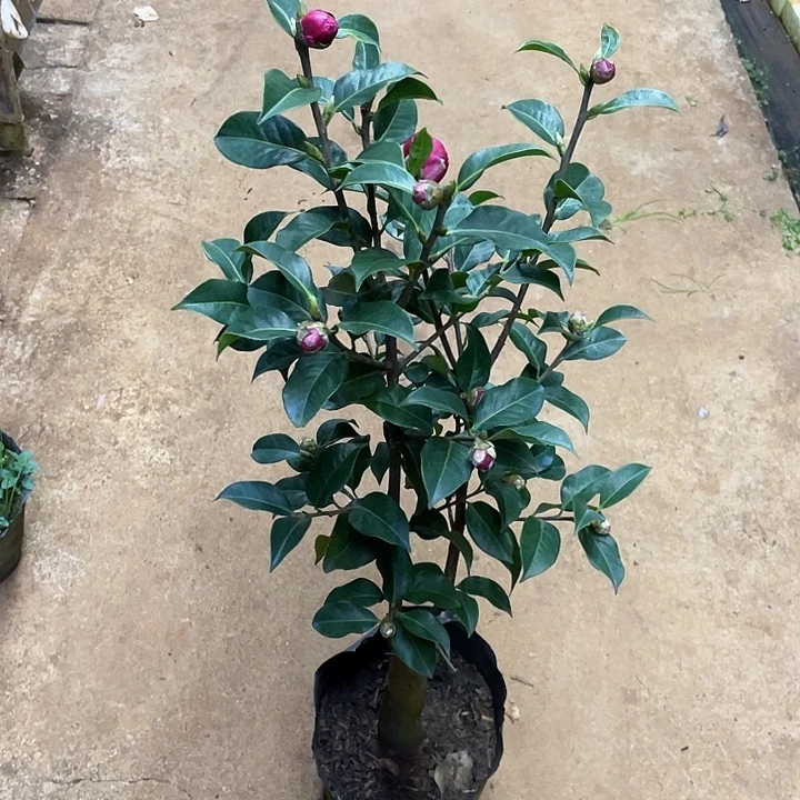 黄***萍完全开放小精灵特壮精品