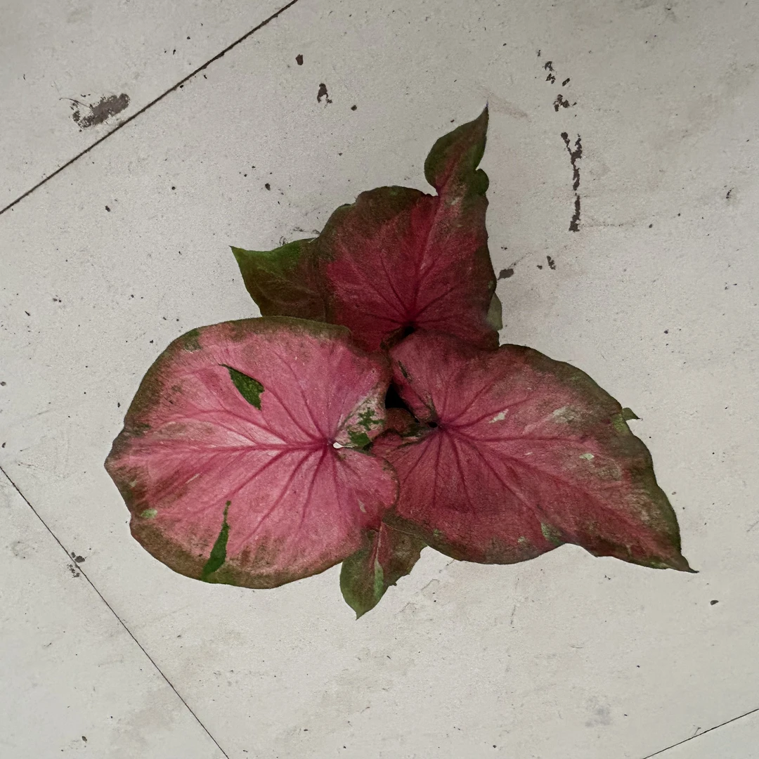 红后海芋盆栽绿植