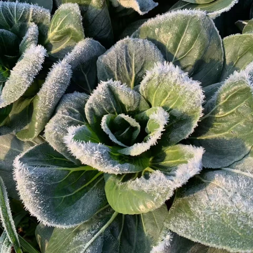上海本地露天打霜矮脚青青菜