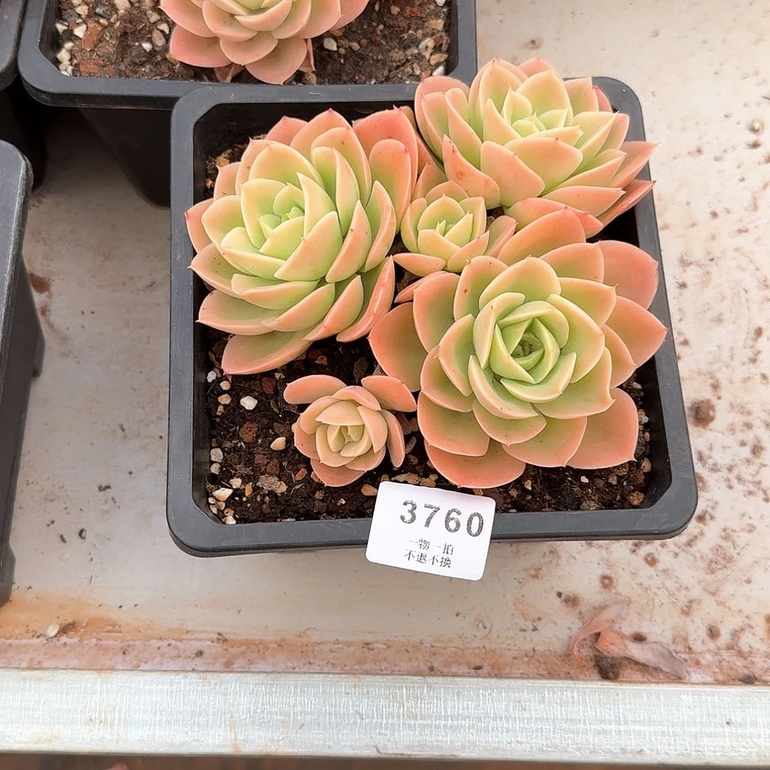 早***阳3760号星娜塔多肉