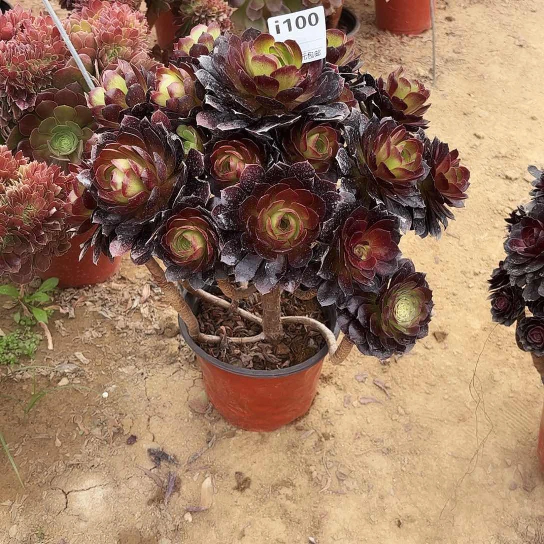 ꧁****100炽焰莲多肉植物 不售后