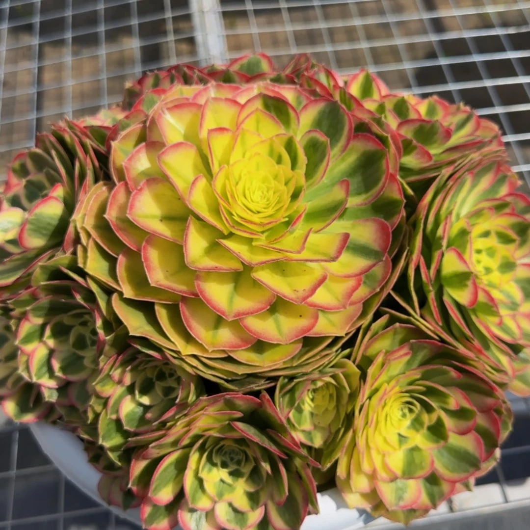 玉姿法师锦88888888