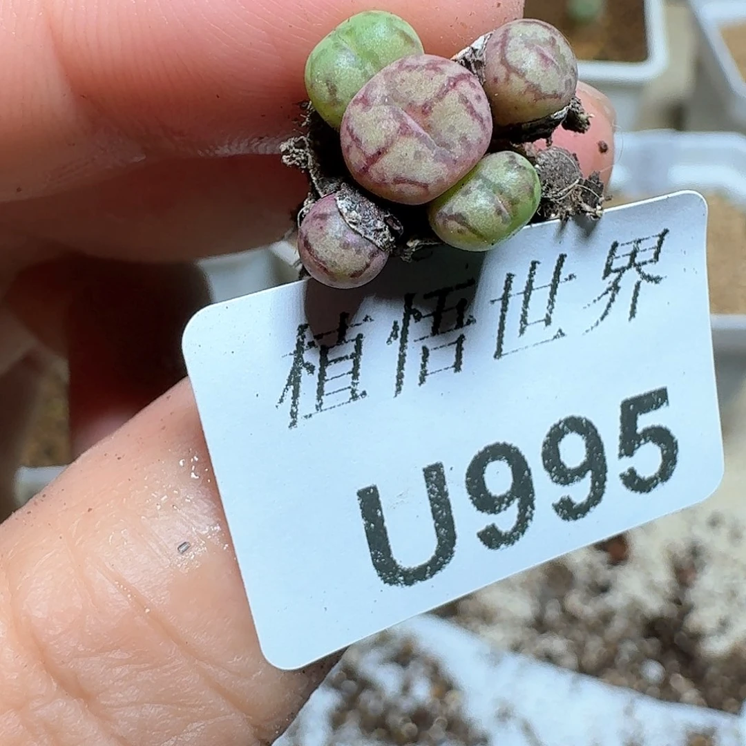 995盒多肉植物哇d c