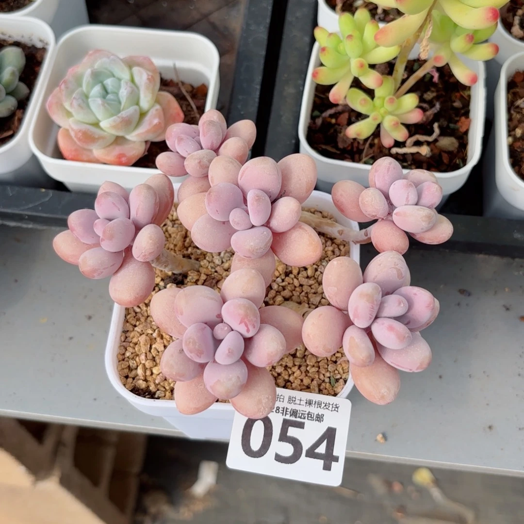 糖果桃蛋无盆土发货