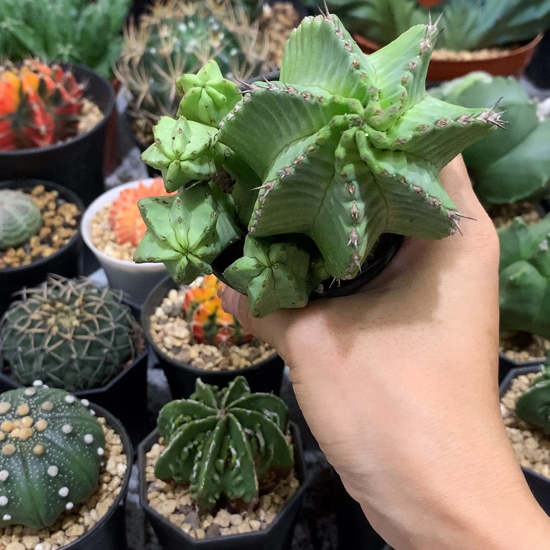 当前无花栽培后可以开花魁伟玉仙人球