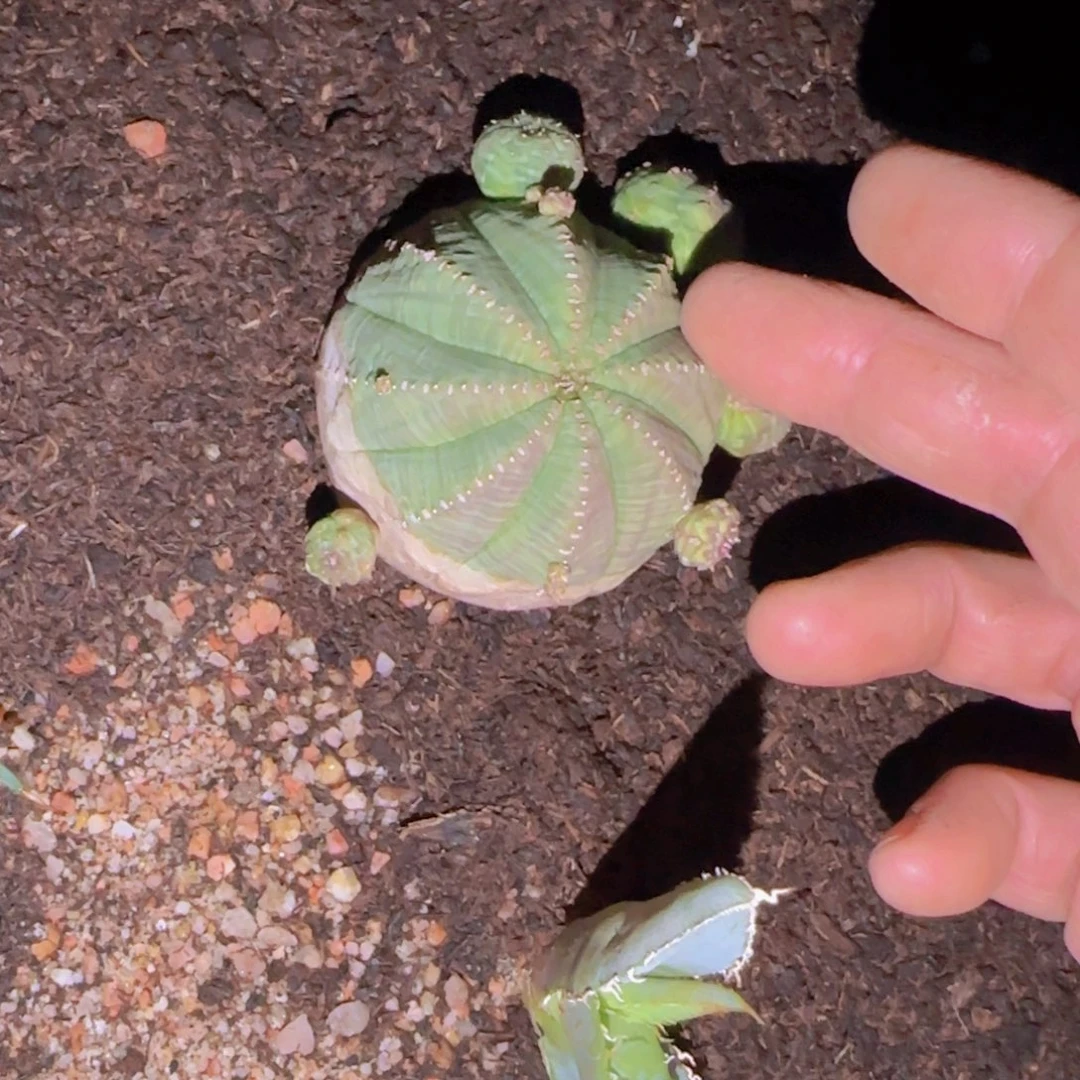梵*＆块根植物块根植物
