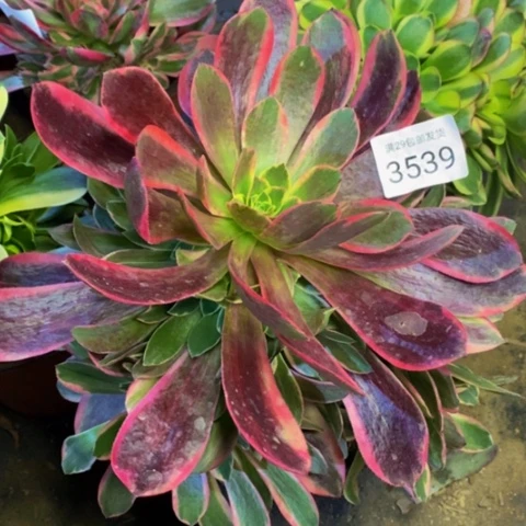 金丝却多肉植物3539