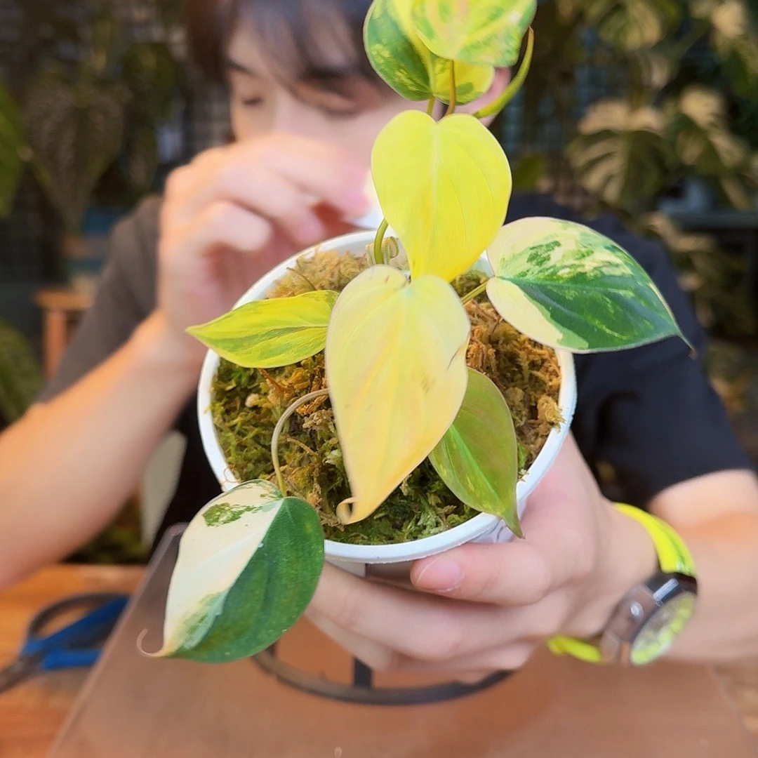 完全开放O07云母锦