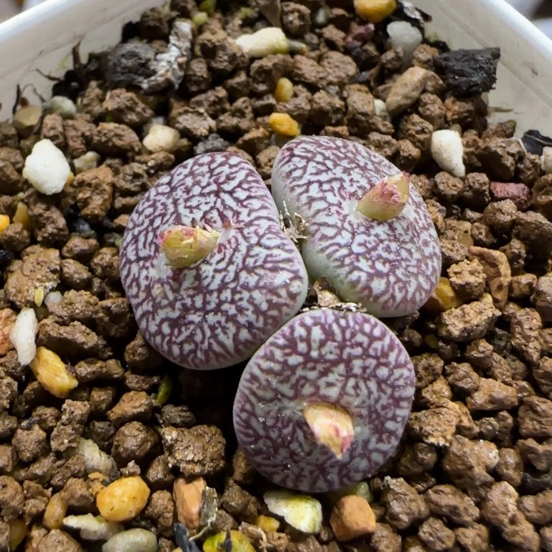 11.26。     原始墨。     2073