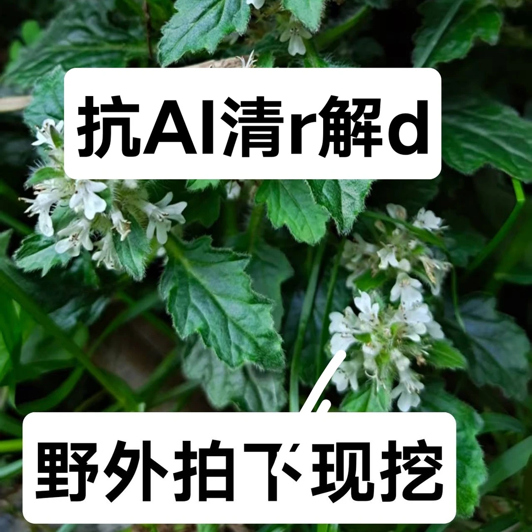 潮汕龙胆草新鲜野生苦胆草中草药整棵现挖白毛夏枯草苦地胆胆草