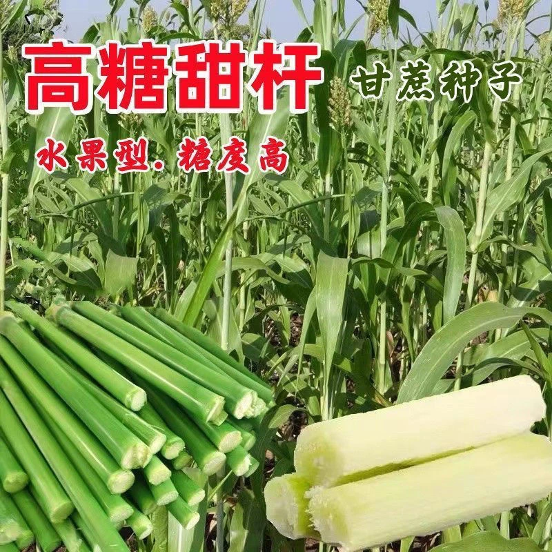 超甜甜杆种子春夏秋四季播甘甜多汁水果甜高粱杆籽北方小甘蔗孑