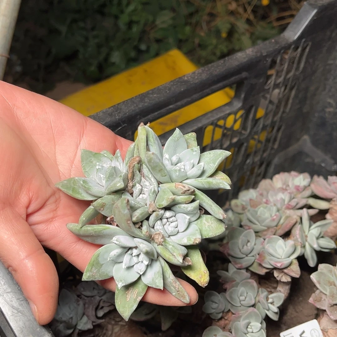 8456大花朵杂交多肉