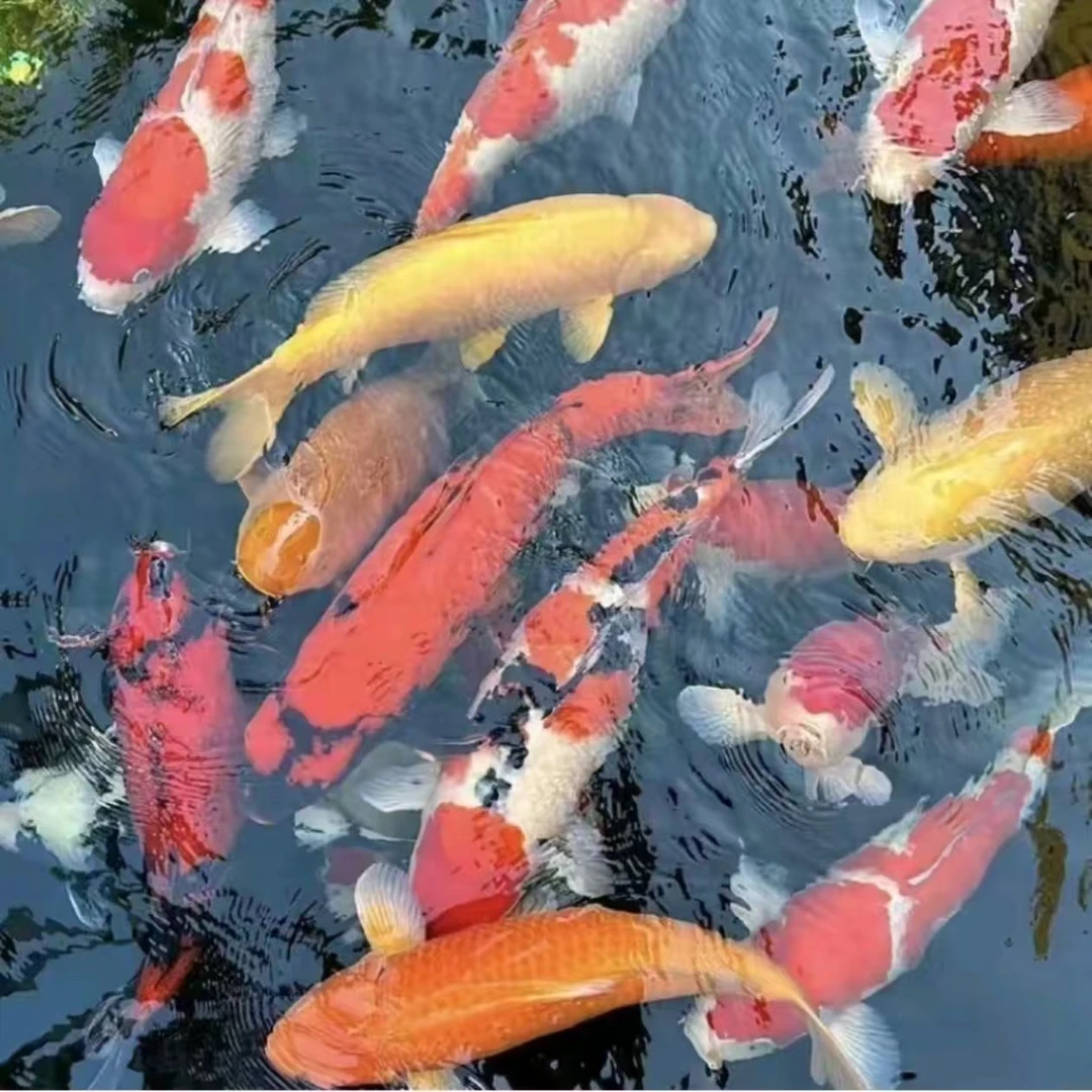 好养耐活冷水淡水观赏鱼锦鲤鱼
