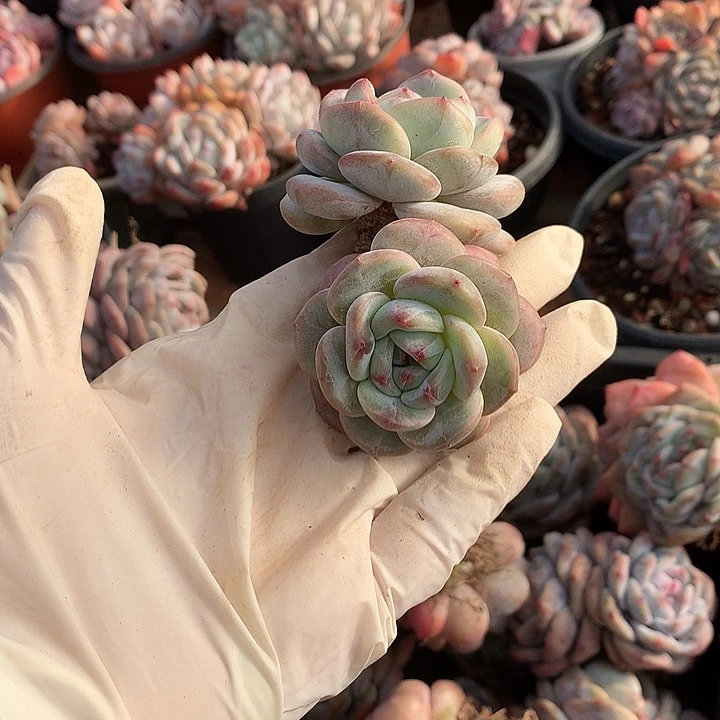 星影多肉植物哈哈5