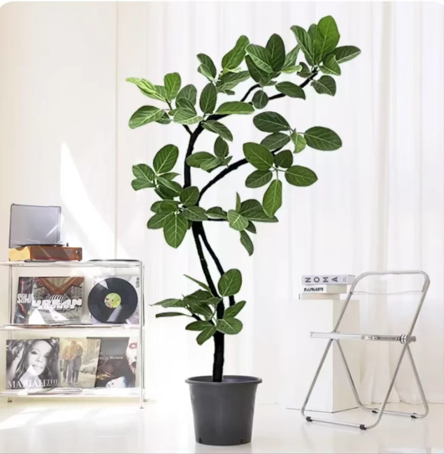 高山榕孟加拉榕橡皮树富贵榕绿植盆栽室内庭院基地生长环境枝条鲜