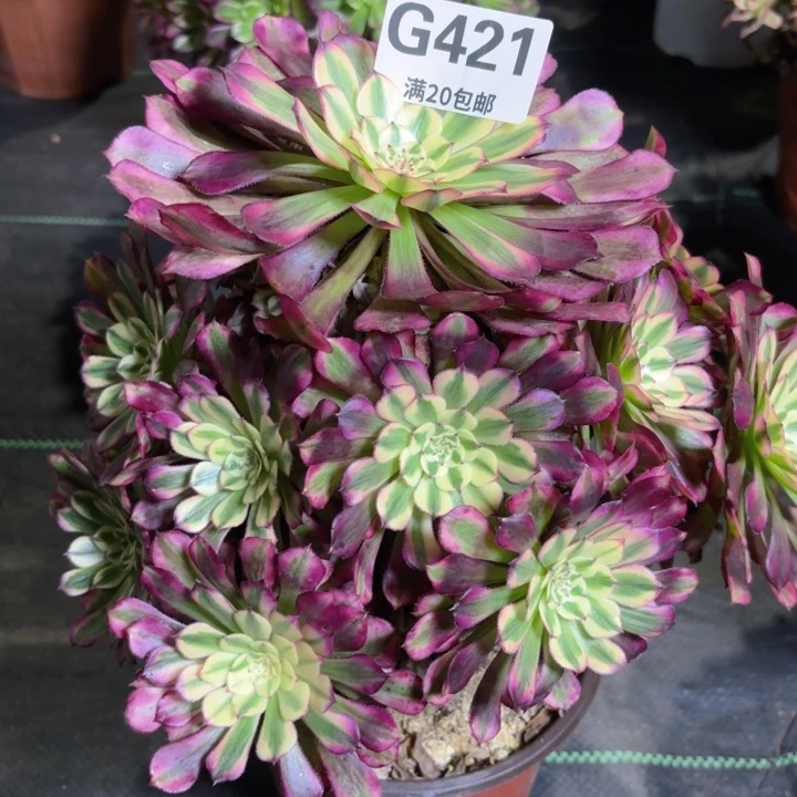 瑞妈园艺。01.27.421