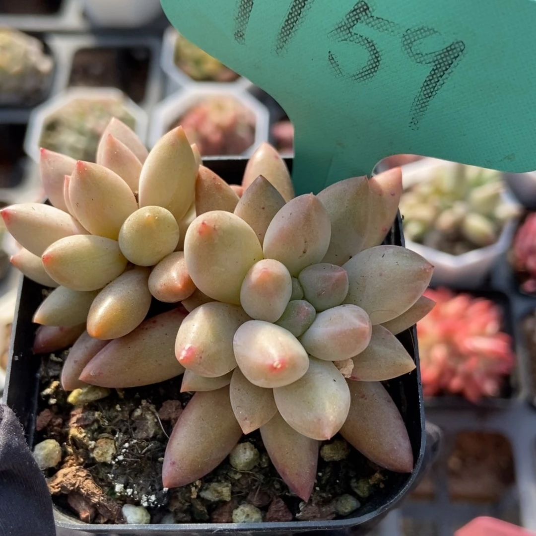 1159水晶球多肉植物