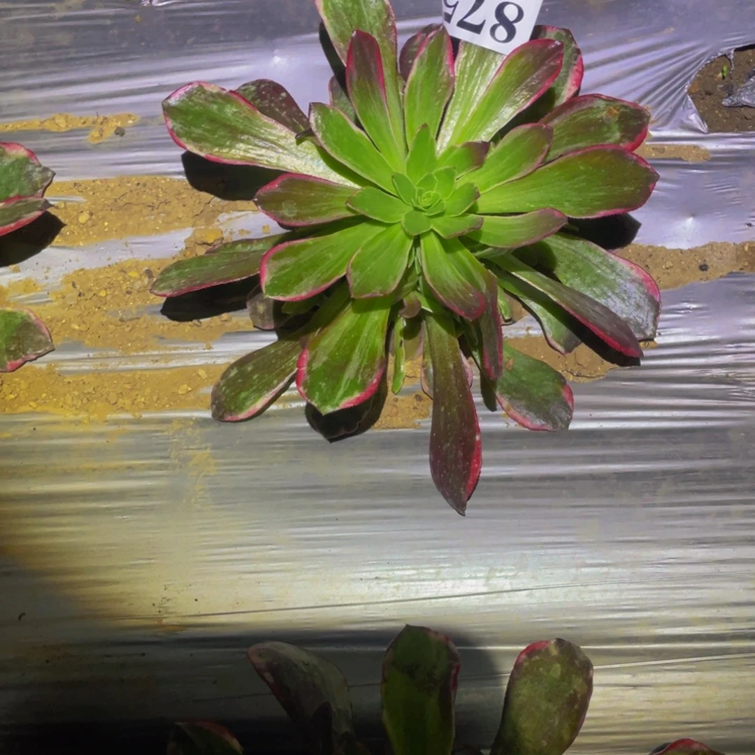 黑体万花筒多肉植物875875