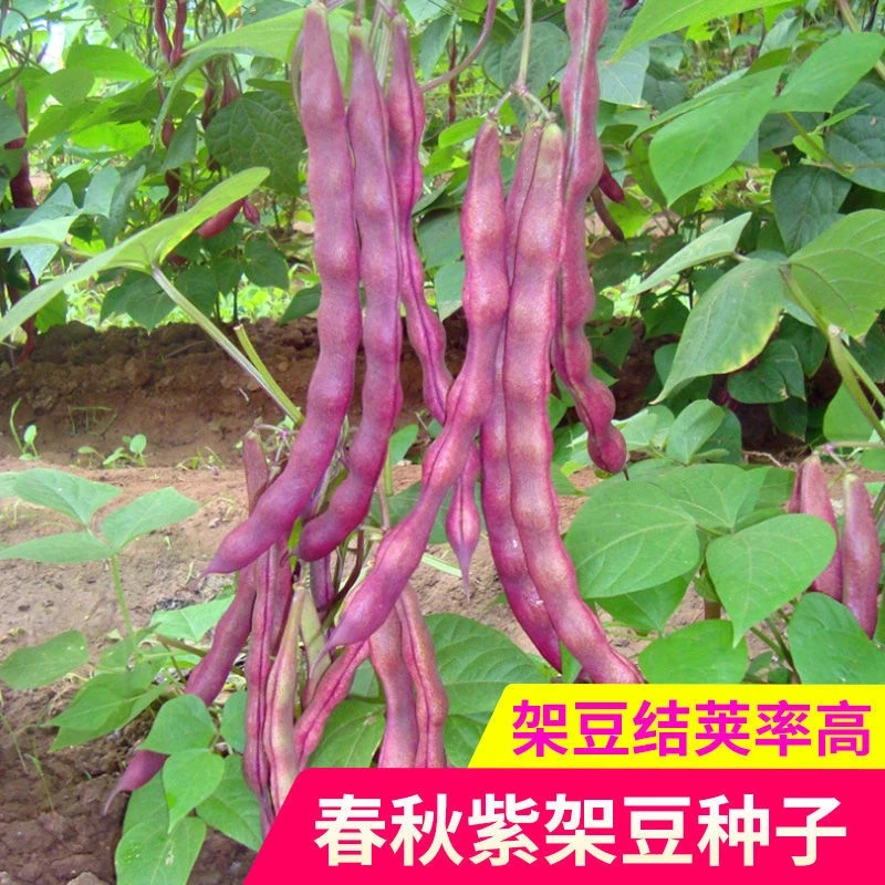 梦芷秋紫架豆种子早熟八月忙豆角种子冻死鬼芸豆种子蔬菜种子