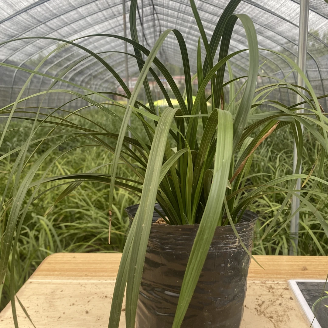 清香型春兰绿植兰草，浓香型蕙兰，兰花新人开播，放漏福利专用链接。