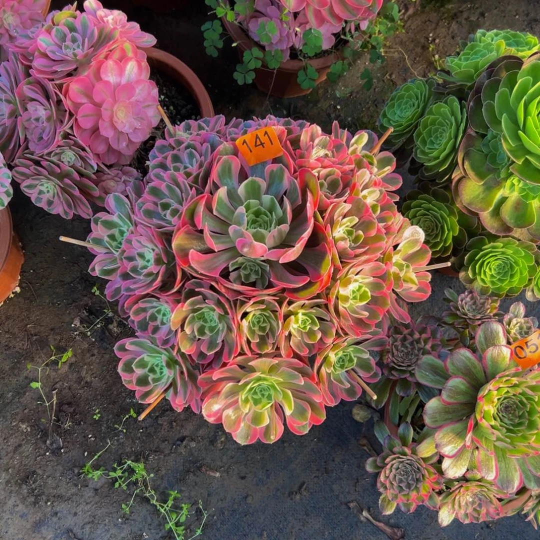 仰*141粉女郎多肉888888