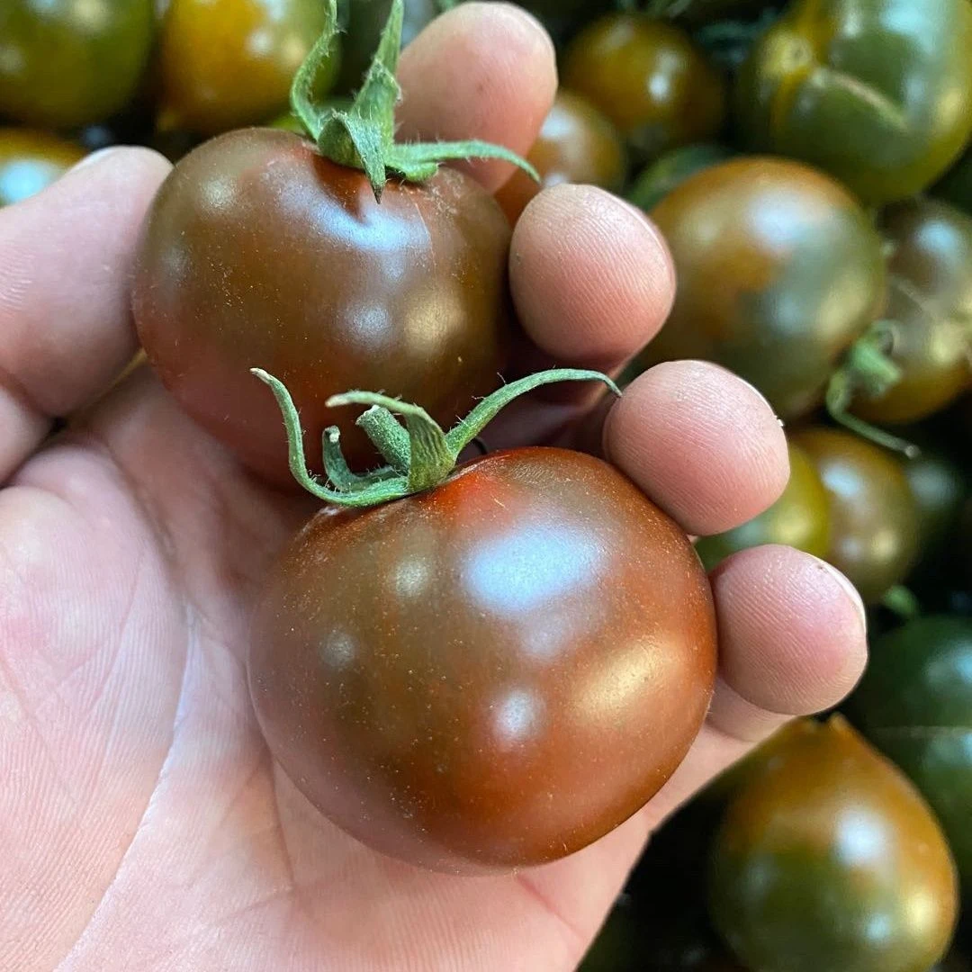 《胖丫》黑玫瑰番茄  净3斤 顺丰包邮 感受柿子在嘴里迸发的感觉 超级好吃