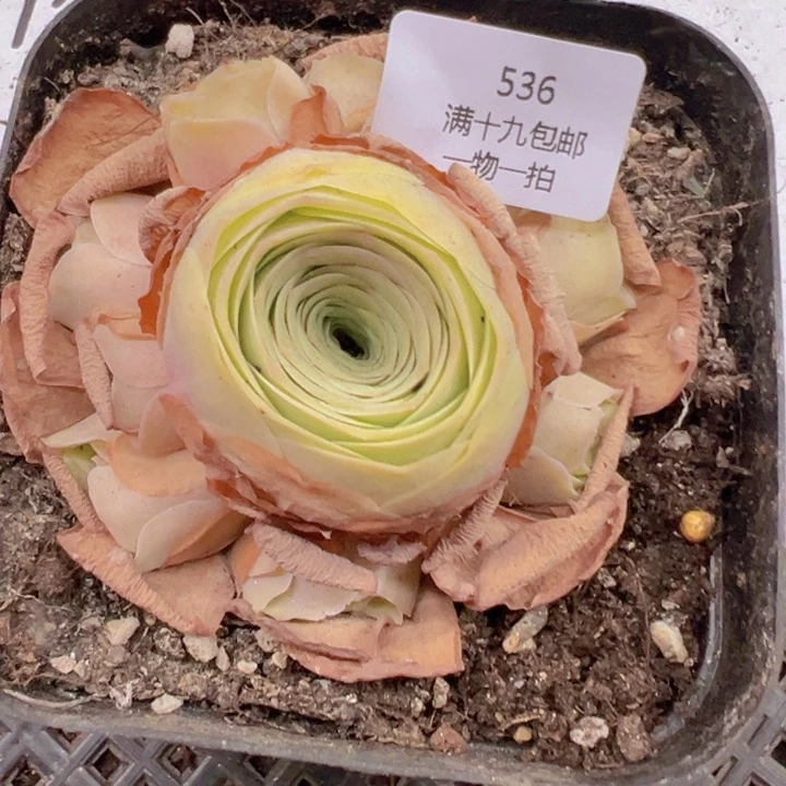 536 裸根不带土发货不包损