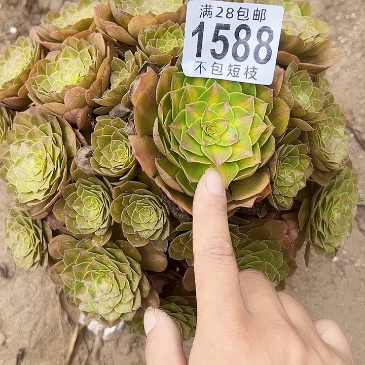 1588抹茶多肉植物法师