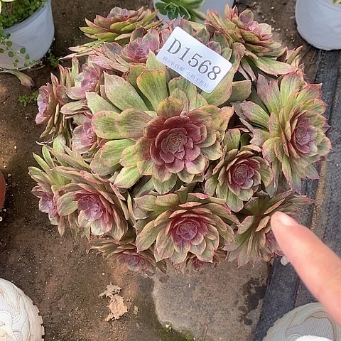 1568红丝绒多肉法师