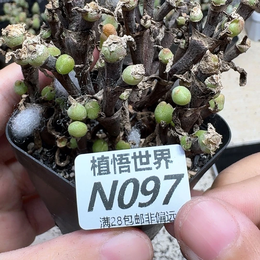 多肉植物的润泽地方h