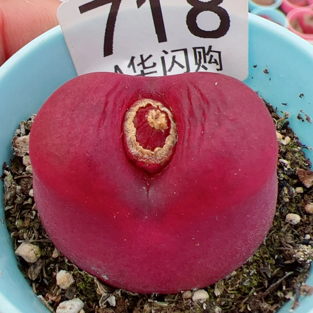 肉*司我很喜欢这个718