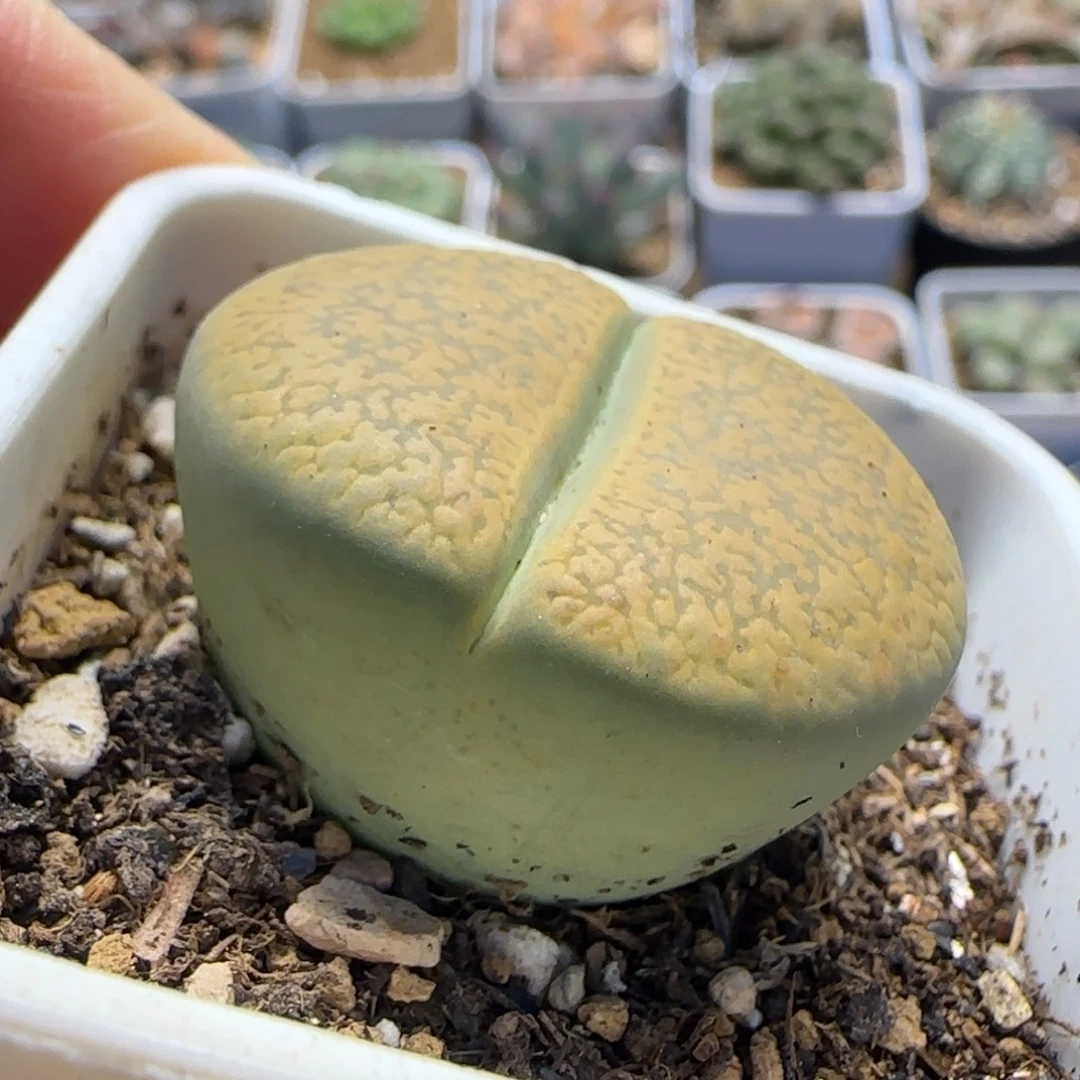 黄日轮多肉植物百科