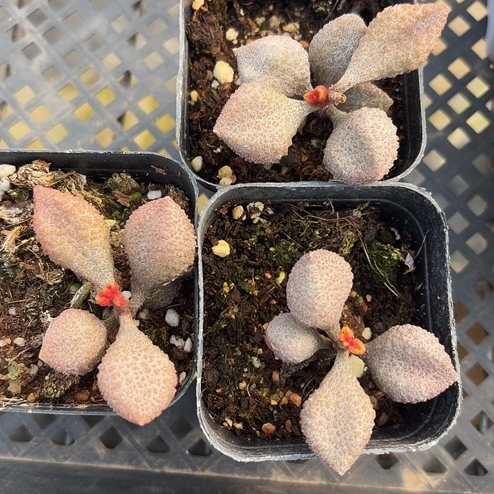 荔枝皮满12.9包邮