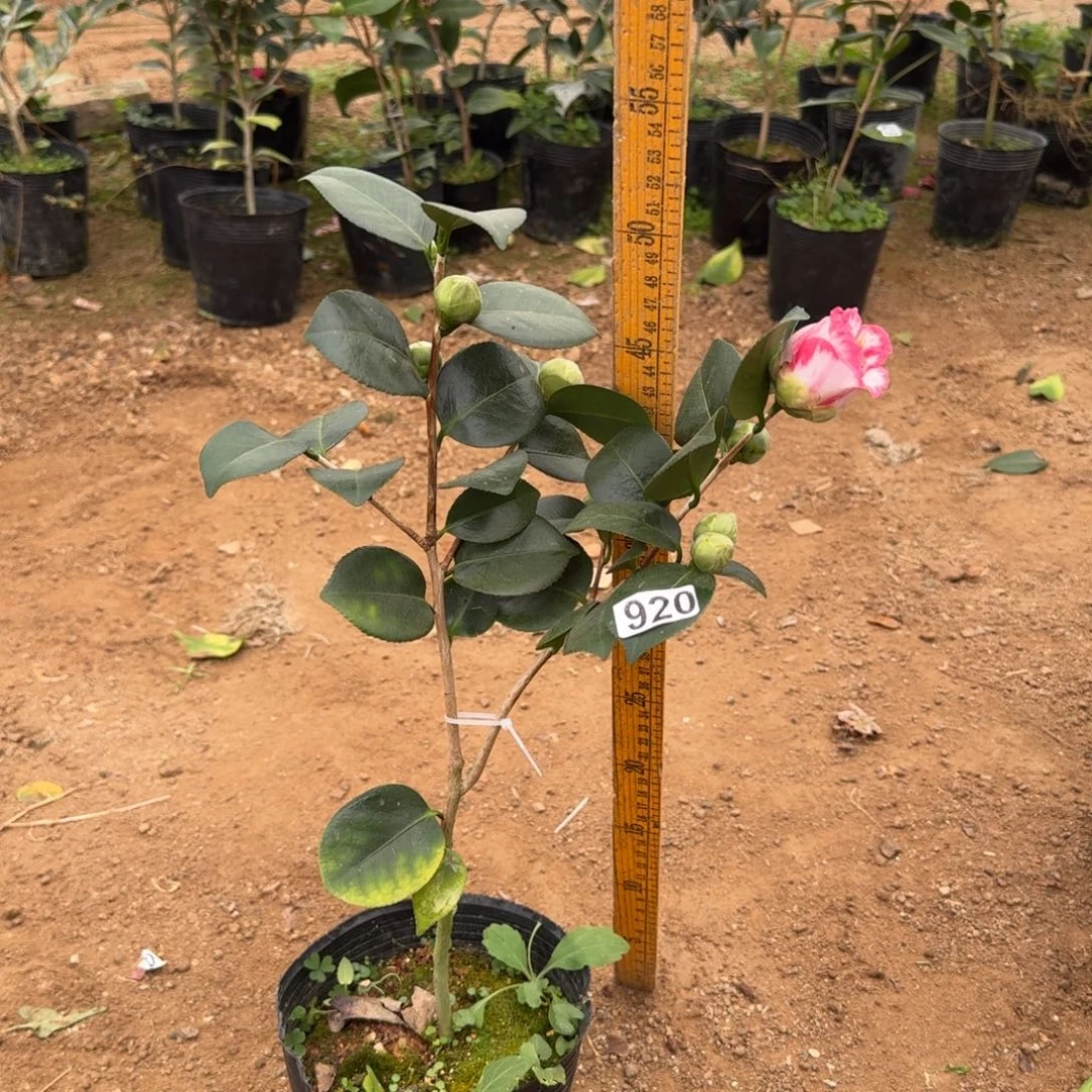 少量花朵（建议范围：2朵-5朵 或40%以下）920王冠