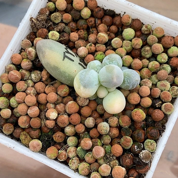 大叶汤圆锦多肉植物