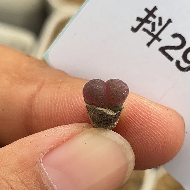 水***冻29-25肉锥多肉植物